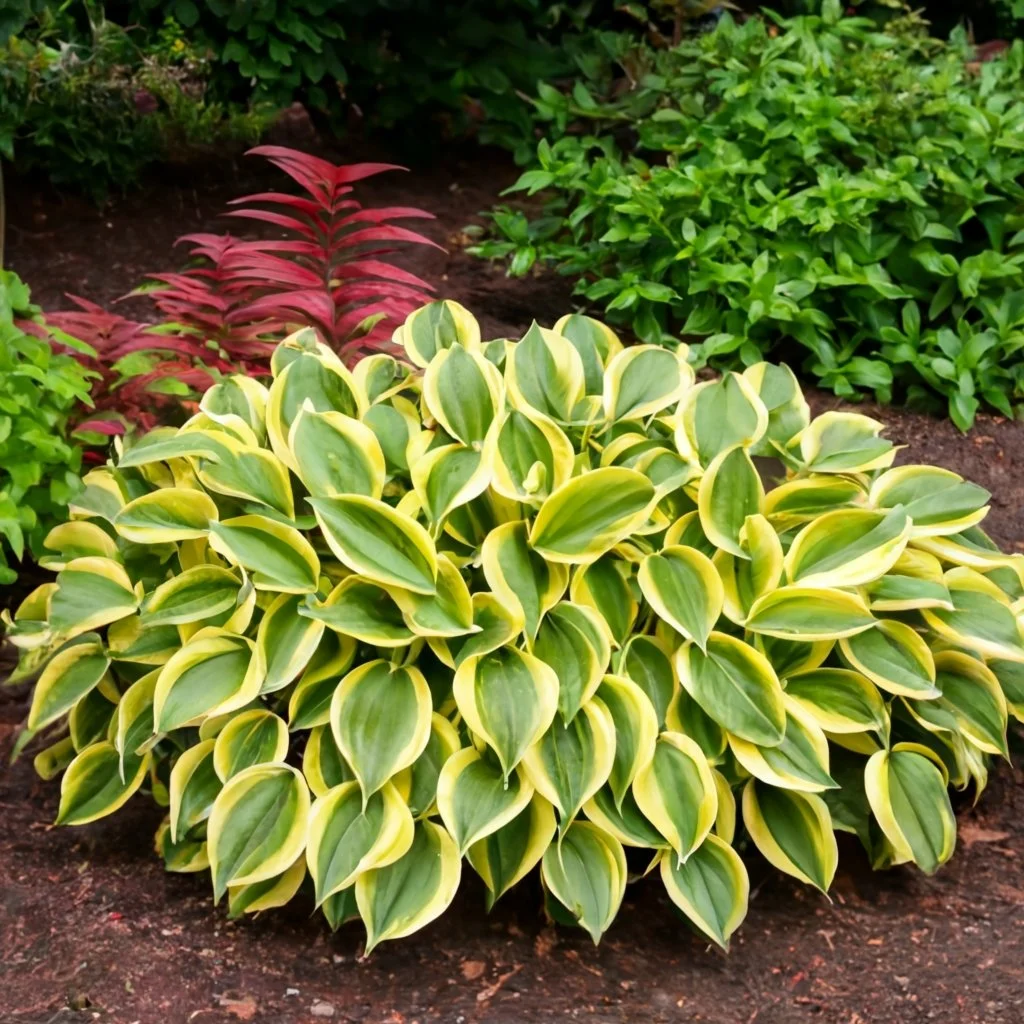 A creative representation of Hosta Guacamole in a garden setting, illustrating its use in landscape design. The image should show a well-designed garden with hostas used as border plants or in mass plantings, emphasizing their aesthetic appeal and environmental benefits.